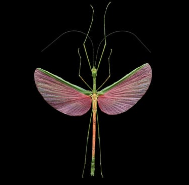 Marmessoidae rosae