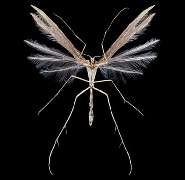 Stenoptilia sp