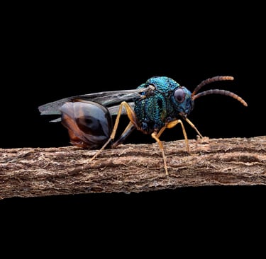 Stilbuula cyniformis