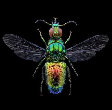 Stilbum cyanurum Male