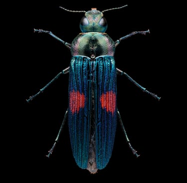Strigoptera bimaculata