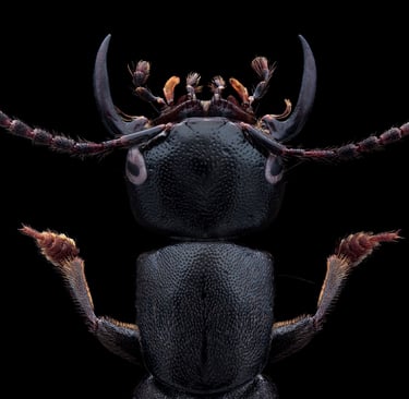 tasgius melanarius