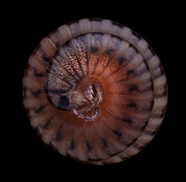 Cylindroiulus punctatus
