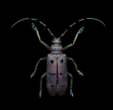 Thysia wallichii tonkinensis