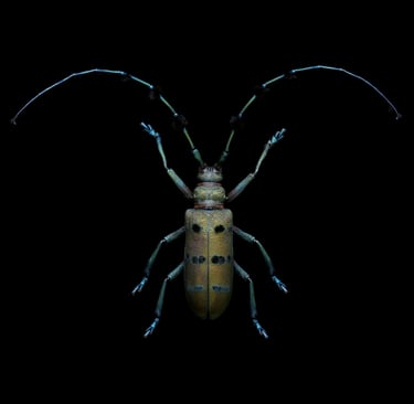 Thysia wallichii tonkinensis