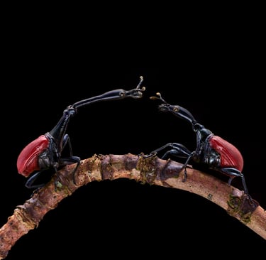 Trachelophorus giraffa