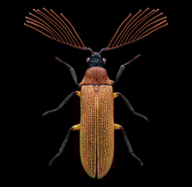 Callirhipidae