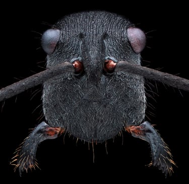 Polyrhachis sp. - Head