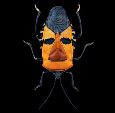 Catacanthus incarnatus