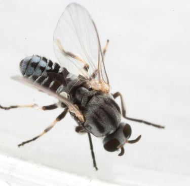 Tiny black flies that are attracted to human breath and the salty moisture around the eyes.