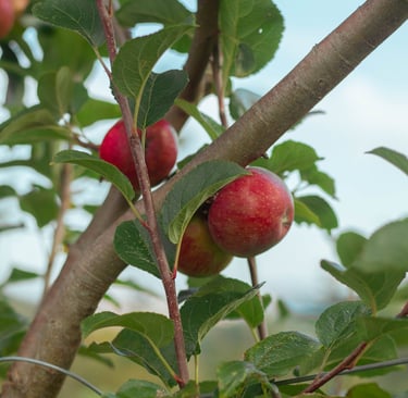 manzanas Sagarrek
