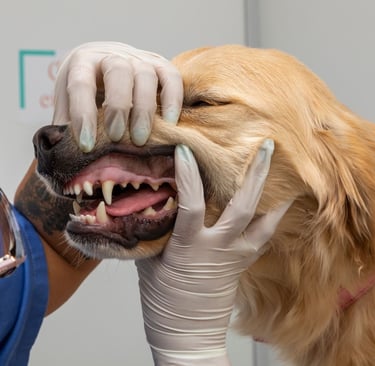 Cachorro em avaliação de tártaro na Veterinária Professor Adalbyr em Mangaratiba
