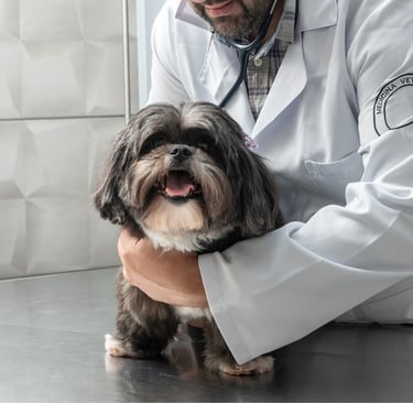 Cachorro em consulta na Veterinária Professor Adalbyr em Mangara