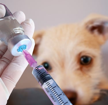 Cachorro sendo vacinado na Veterinário Professor Adalbyr em Mangaratiba