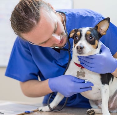 cachorro em consulta na Veterinária Professor Adalbyr em Mangaratiba