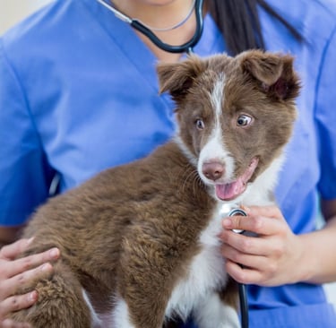 Cachorro em consulta na Veterinária Professor Adalbyr