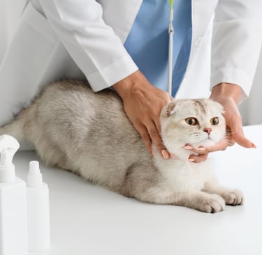 gato em consulta na Veterinária Professor Adalbyr em Mangaratiba