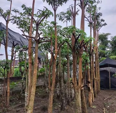 pohon pule siap dijual per pohon