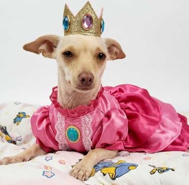 perrita chihuahua vestida de princesa Peach