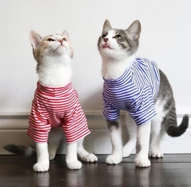 Dos gatos domésticos con camisetas a rayas rojas y azules a juego miran hacia arriba