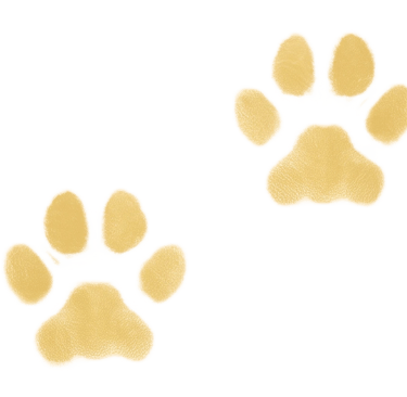 Icono de dos huellas de perro en color amarillo oscuro