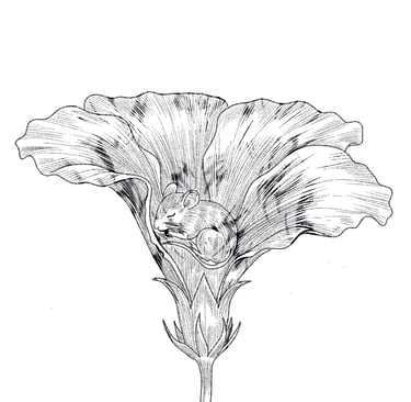 Ink drawing of a tiny harvest mouse sleeping inside a blooming hibiscus flower.