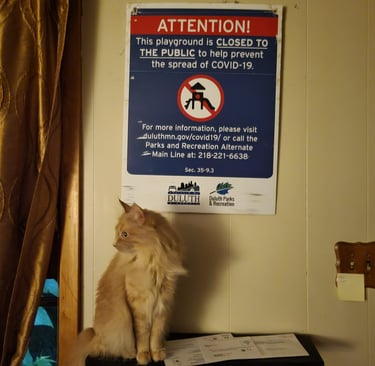 Gus, an orange cat, sits under a discarded Duluth Parks and Recreation sign closing a playground.