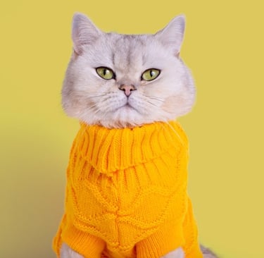 gato amarillo