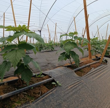 riego por goteo en cultivo de berries