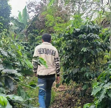 A man walks through a lush green coffee plantation surrounded by coffee trees and tropical foliage.