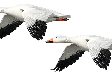 snow geese flying in Maryland