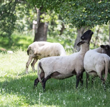Am Kölblhof sind die Schafe zum Mähen des großen Obstgartens im Einsatz