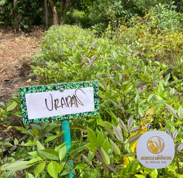 a sign that says upanil on it