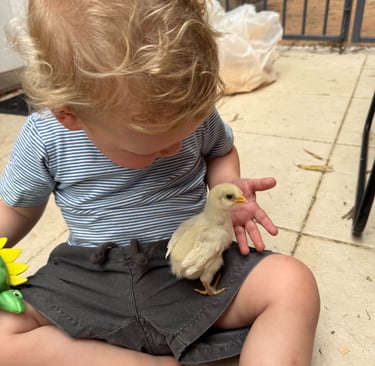 child holding baby chicken at kids party Sydney