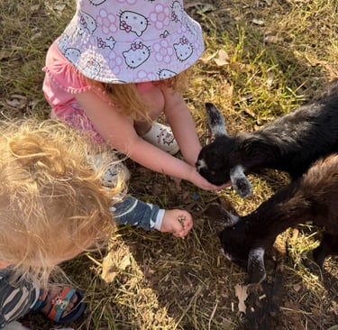 children hand feeding pygmy goats at a kids party in Sydney