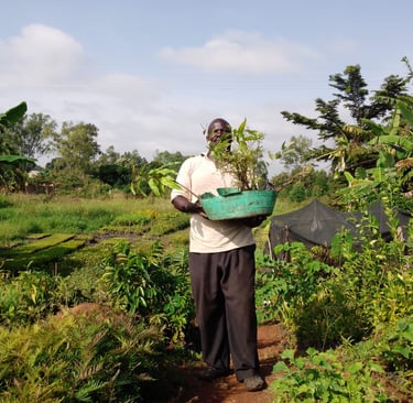 Preparing Seedlings in the Nursery Bed, Acholiland Innovation Incubation Ltd
