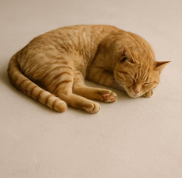 Apaisant et lumineux avec les sols Stucco Latte ton pierre