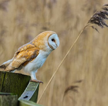 Photo © Alun Williams333 (2016), CC BY-SA 4.0, via Wikimedia Commons.