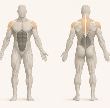 Diagramme anatomique minimaliste du corps humain ciblant les muscles lors d'élévations latérales