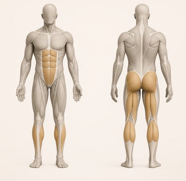 Diagramme anatomique minimaliste du corps humain ciblant l'arrière des jambes lors d'un Leg Curl.