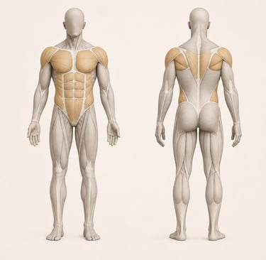 Diagramme anatomique du corps humain mettant en évidence les muscles travaillés au Pec Fly