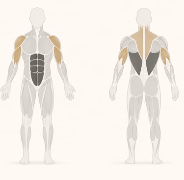Diagramme anatomique du corps humain mettant en évidences les muscles travaillés à la Shoulder Press