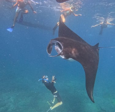 A group of snorkelers swim underwater with a large black manta ray in the ocean.