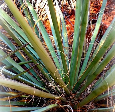 Agave spirals called to me in Sedona's high desert