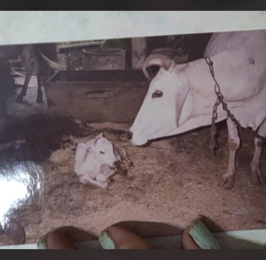 Ganga and her calf at Gaura Organic farm (1995), symbolizing natural farming and animal care