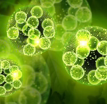 omega 3 oil powder, spirulina 