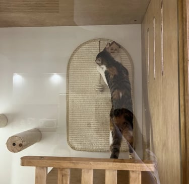 Pet-friendly outdoor living space with comfortable furniture, cozy atmosphere and stylish Scandinavian-inspired design.