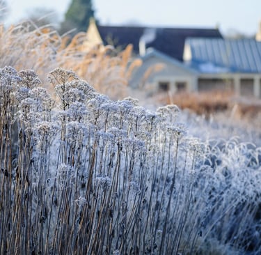 Naturalistic perennial garden inspired by Piet Oudolf with seasonal textures, grasses and flowing pl