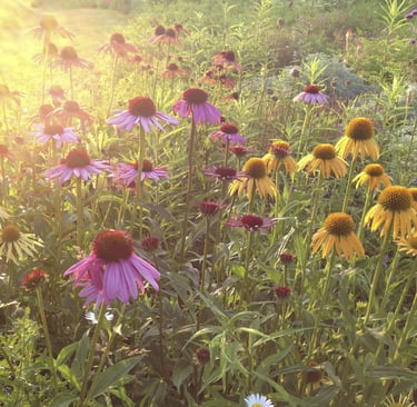 Dutch landscape designer Piet Oudolf known for naturalistic planting and modern garden design philos