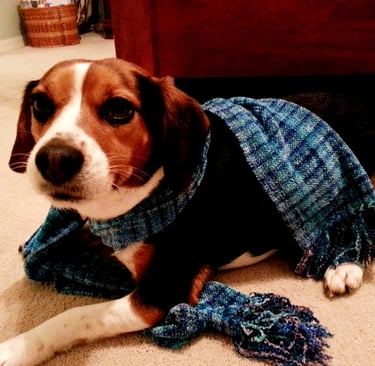 Linda's dog Elvis wearing one of her woven scarves.